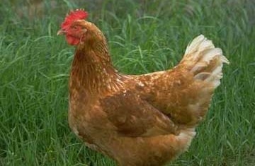 Ethiopia – Expensive New Year as Chicken Prices Skyrocket