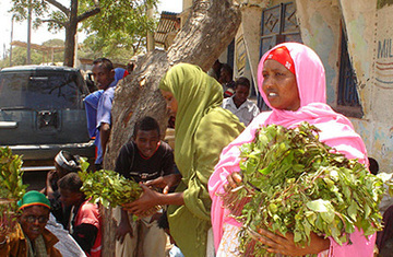 Khat – is it more coffee or cocaine?