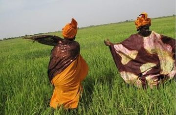 African Villagers Bet on the Future Price of Rice