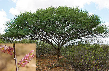 Tree New to Science Discovered in Ethiopian Conflict Zone