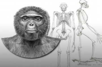 New Fossil Skeleton From Ethiopia Predates Lucy