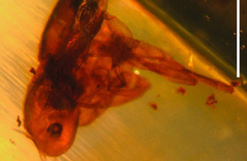 Ancient skeletal remains shed new light on evolution