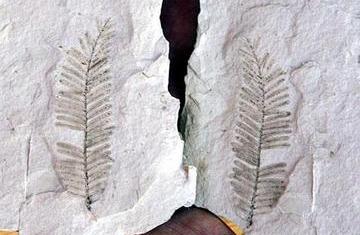 Ethiopia Fossil Find Could Shed Light on Climate Change