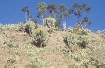 The Battle of Adwa 115 Years Later