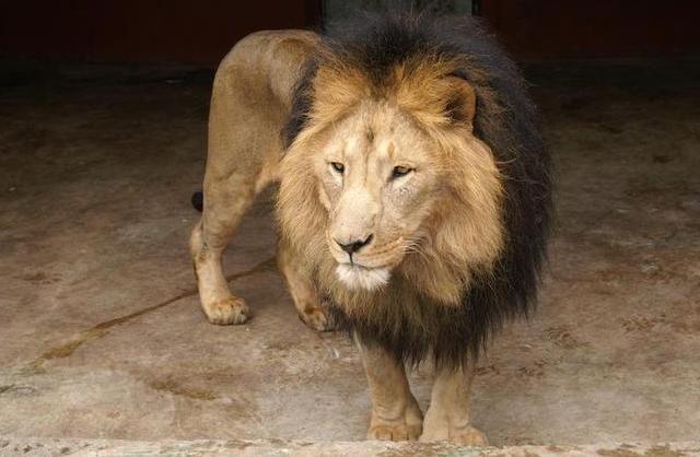 DNA Confirms Genetically Distinct Lion Population for Ethiopia