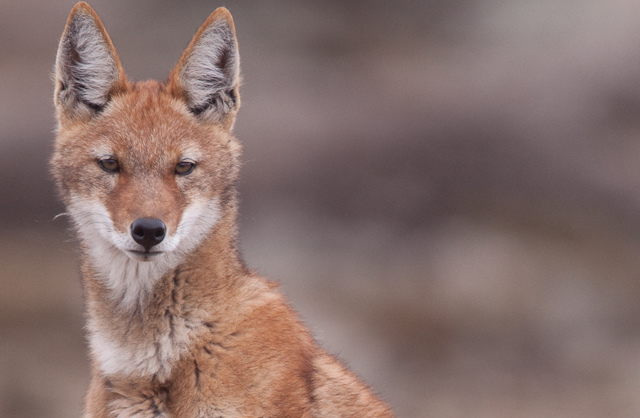 Scientific American: Last 500 Ethiopian Wolves Endangered by Lack of Genetic Diversity