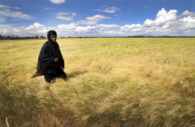 How Ethiopia Lost Control of Its Teff Genetic Resources
