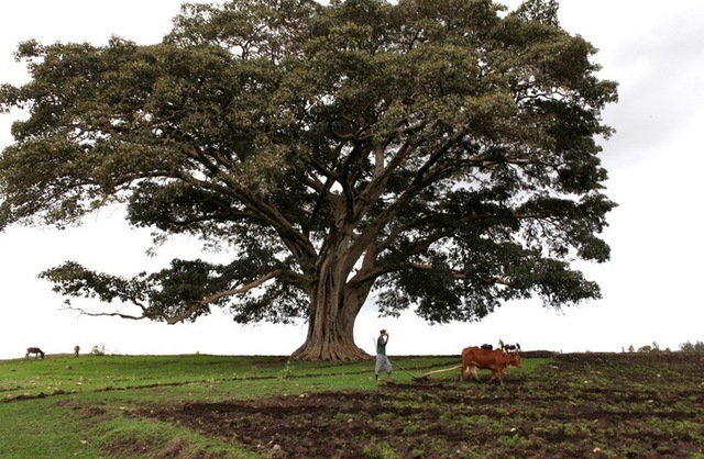 Sneak Peek Preview: Watch New Ethiopian Movie ‘Difret’