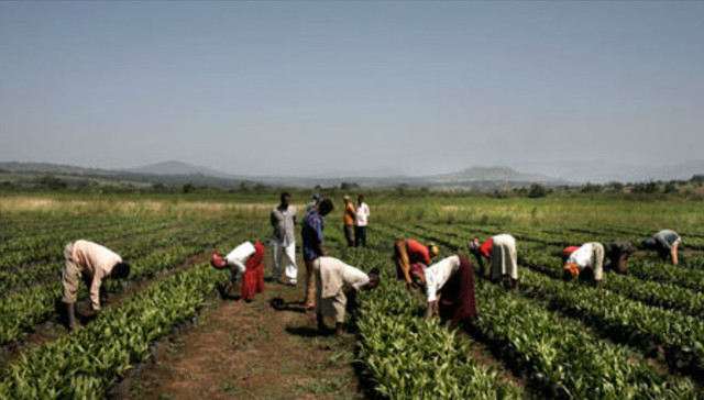 Attack on Indian Farm in Gambella Turns Spotlight on Land Policy