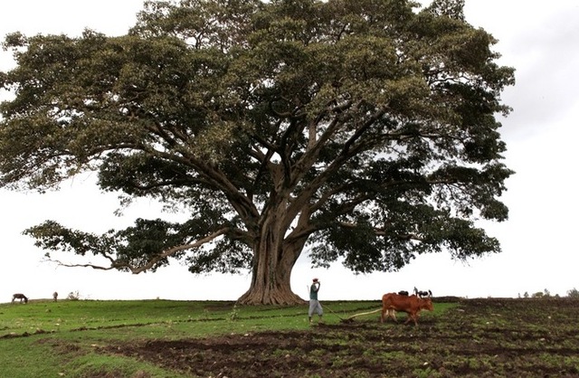 Feature Film Difret Selected for 2014 Sundance Film Festival