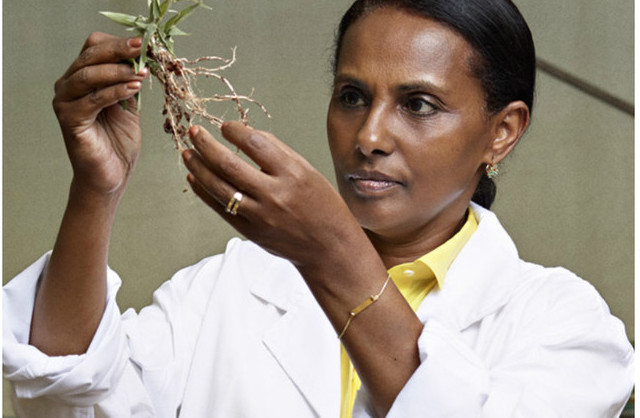 Dr. Segenet Kelemu’s Research Aims to Ensure Food Security