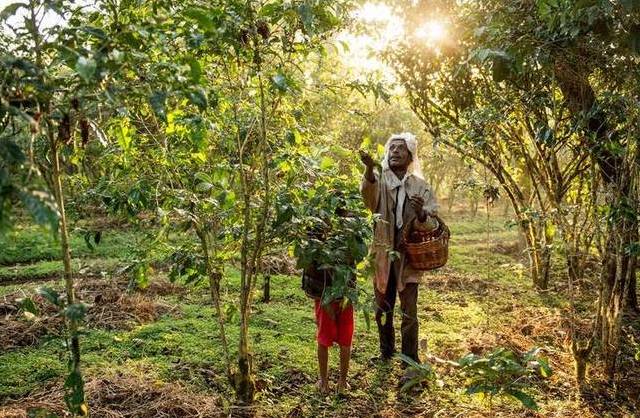 National Geographic: Ethiopian Shade Coffee Is World’s Most Bird Friendly