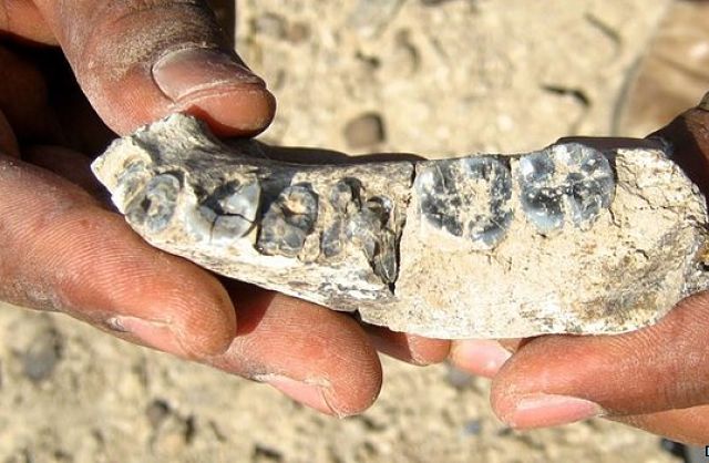 Oldest Human Fossil Unearthed in Ethiopia