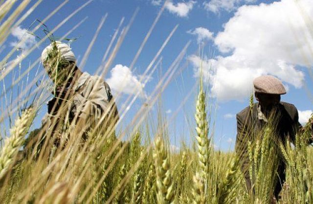 Crop Insurance Helping Ethiopia’s Farmers