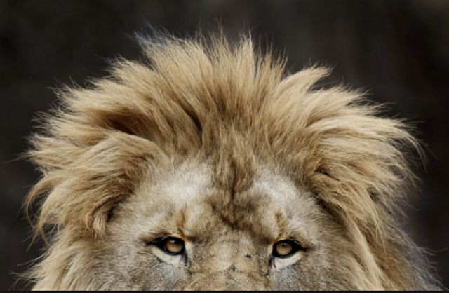 Lost Lion Population Found in Ethiopia