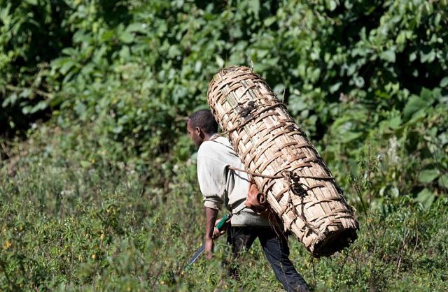 In Ethiopia’s Bale Mountains, BBC Features Beekeepers of the Harenna Forest
