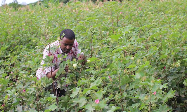 How UK Helps Sustain Smallholder Cotton Farmers in Ethiopia: by Tadesse Amera