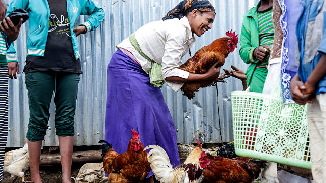 FT on Chicken Business in Rural Ethiopia