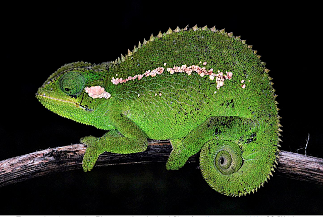 Science: Meet the Newly Discovered Chameleon in Ethiopia’s Bale Mountains