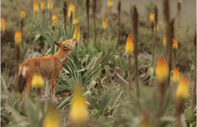 Flower Power: Ethiopian Wolves’ Sweet Secret Revealed